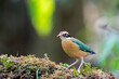 An Indian pita bird perched on a small platform in the coffee estate on the outskirts of Thattekad, Kerala