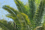Fototapeta  - A palm tree is shown in the background with the leaves pointed up.  tropical palm leaf On The Blue Sky