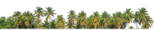 Palm Trees In Summer On Transparent  Background With Clipping Path And Alpha Channel..