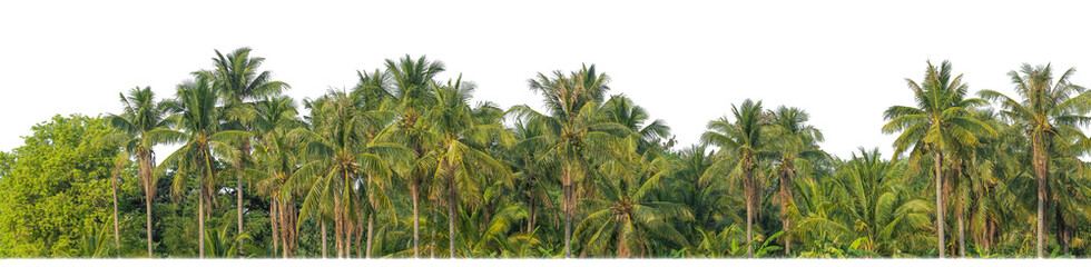 Wall Mural - Palm trees in summer on transparent  background with clipping path and alpha channel.