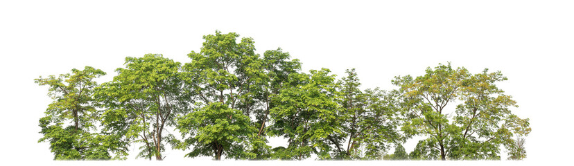 Poster - Green trees isolated on transparent background.are Forest and foliage in summer for both printing and web pageswith cut path and alpha channel.
