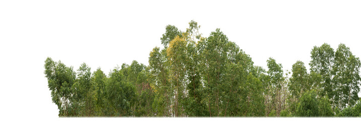 Wall Mural - Green trees isolated on transparent background.are Forest and foliage in summer for both printing and web pageswith cut path and alpha channel.