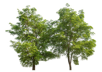 Wall Mural - Green tree isolated on transparent background with clipping path and alpha channel.