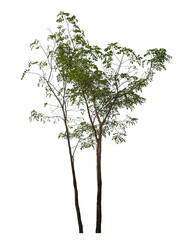 Poster - Green tree isolated on transparent background with clipping path and alpha channel...