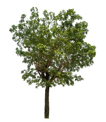 Fototapete - Green tree isolated on transparent background with clipping path and alpha channel.