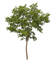 Wall Mural - green tree isolated on transparent background with clipping path and alpha channel.