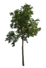 Poster - Green tree isolated on transparent background with clipping path and alpha channel.