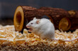 A white mouse with red eyes eats bread