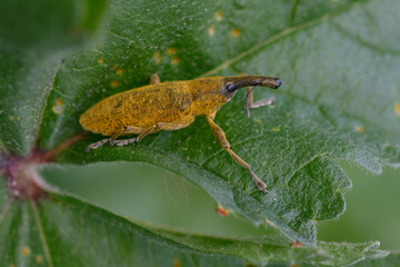 Sticker - Weevil (Lixus pulverulentus) on a leaf