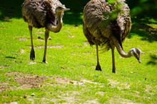 Two Ostriches Walking And Eating