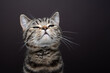 © FurryFritz - tabby cat lifting head sniffing a scent in the air. studio shot on brown background with copy space