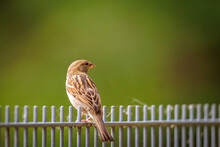 A Close Up Of A Sparrow On A Fence