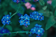 Blue Forget-me-not Little Flowers Grow In Summer Ornamental Garden Closeup, Selective Focus