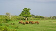 afracan national park savanna on sunrise trip landscape tour, elephants