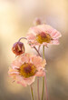 Wiosenne, pastelowe kwiaty Kuklika Mai Tai