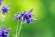 Blaue Blüte einer Akelei  (Aquilegia)