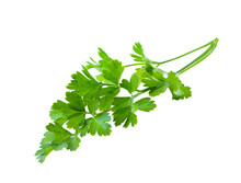 Celery Mint Parsley leaf png images _ tree images _ plant images _ leaves images _ celery mint parsley leaf in isolated white back ground 