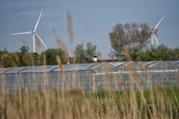 2 windmills on the horizon behind the greenhouses with grass in front