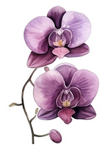Pink Orchids Clipart Bundle
