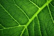 © Marat - The texture of a tree leaf. Macro texture of foliage. Background leaf of a tree.