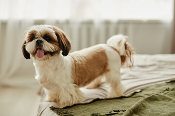 Wall Mural - Full length portrait of cute pet dog on bed smiling at camera in cozy home setting, copy space