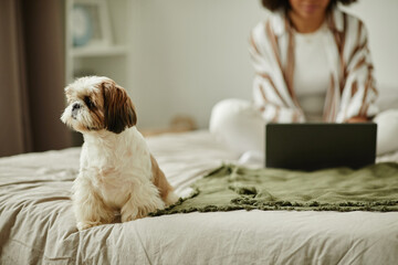 Wall Mural - Portrait of cute small dog sitting on bed at home and looking away, copy space