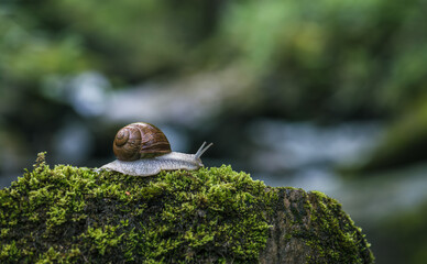 Wall Mural - Big snail Burgundy snail or Roman snail crawling on the green moss with blurred background