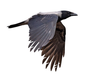 Poster - flying isolated on white grey and black crow bird