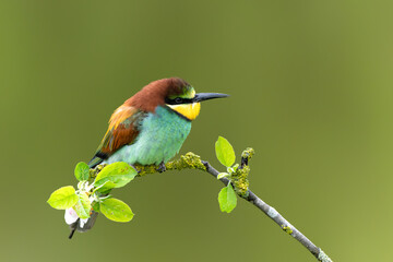 european bee-eater (merops apiaster) sitting on a branch in an apple tree with flowers in gelderland