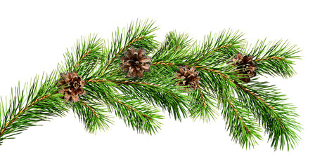 green christmas pine twig isolated on white or transparent background
