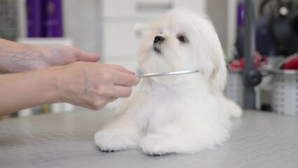 Wall Mural - Cute white Maltese dog in a beauty salon for dogs on grooming procedures.