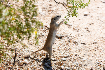 Wall Mural - Female adult round-tailed ground squirrel, Xerospermophilus tereticaudus, standing upright,foraging for creosote seeds in the Sonoran Desert. Beautiful backlighting. Pima County, Tucson, Arizona..