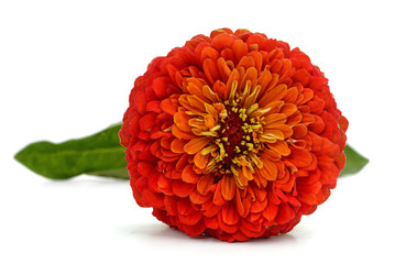 Sticker - One red zinnia.