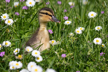 Wall Mural - duckling in the grass
