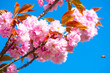 © Anna - Close-up shot of pink Sakura flowers on a branch