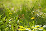 Fototapeta Fototapeta z dmuchawcami na ścianę - Zielona trawa wiosną