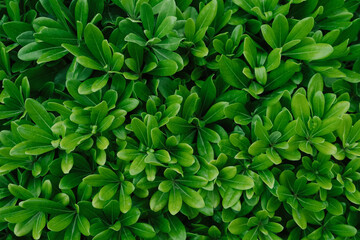 Wall Mural - bright green shrub leaves