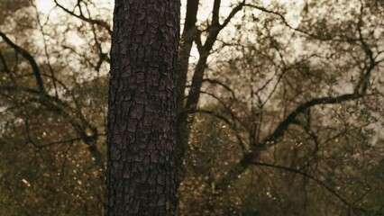 Wall Mural - Slow motion closeup shot of pine tree with copy space