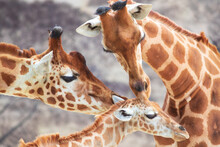 Close-up Of Family Of Giraffes In A Gorgeous Touching Moment