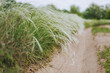 © shchus - Flowering of a rare beautiful green feather grass in a field in nature near the road. Close-up photo, plants in the meadow.