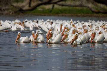 Poster - The flock of American white pelican (Pelecanus erythrorhynchos) on  the lake Michigan