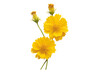 © phenphayom - yellow flowers cosmos arrangement flat lay postcard style