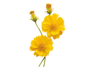 yellow flowers cosmos arrangement flat lay postcard style