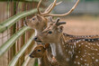 Deer in captivity, spotted deer in captivity, female and male deer, animal closeup 