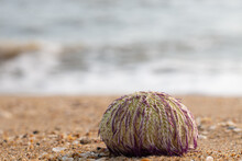 Green Sea Urchin On The Beach