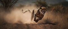 Cheetah Running And Hunting In Its Natural Habitat