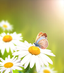 Aufkleber - Wild flowers of chamomile in a meadow on sunny nature spring background. Summer scene with butterfly and camomile flower in rays of sunlight. Close-up or macro