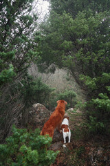 Wall Mural - two dogs hugging together. Jack Russell Terrier and Nova Scotia Duck Tolling Retriever. Pet friendship. Dogs in nature in a foggy forest