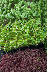 Canvas Print - The concept of a healthy diet, growing microgreens - boxes of red amaranth, mustard, arugula, peas, cilantro on a home white windowsill