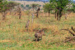 Common warthog (Phacochoerus africanus) in savanna in Serengeti national park, Tanzania